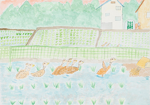 「田んぼをおよぐ合いガモ」