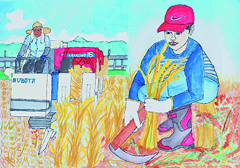 「ぼくとおじいちゃんの稲刈り」