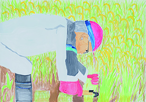 「おうちの稲刈り」