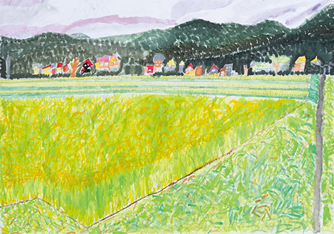 きれいな田んぼ