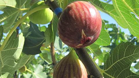 いちじく