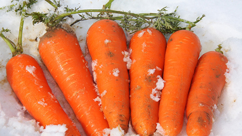 雪下にんじん