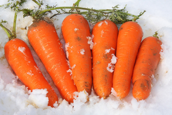 雪下にんじん