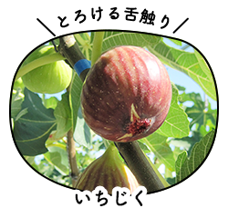 いちじく