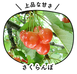 さくらんぼ