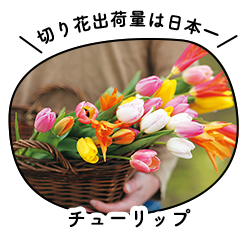 チューリップ